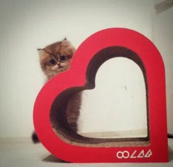 Chie 様のお迎えした子猫
