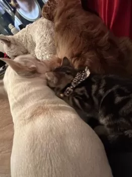 H.I 様のお迎えした子猫