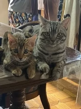M.H 様のお迎えした子猫