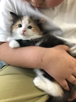 コムクル 様のお迎えした子猫