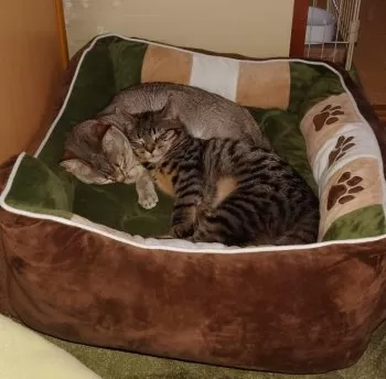 よん 様のお迎えした子猫