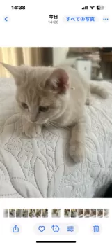 mariana 様のお迎えした子猫