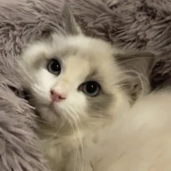 Y.Y 様のお迎えした子猫