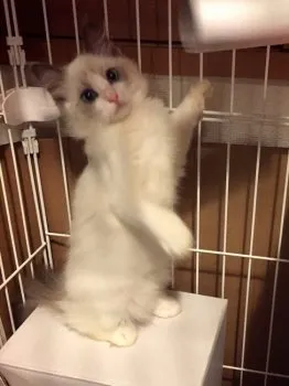 カブちゃん 様のお迎えした子猫
