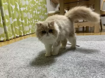 K.J 様のお迎えした子猫