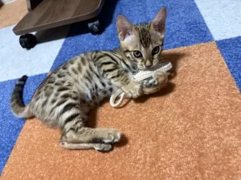 I.M 様のお迎えした子猫