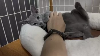 T.O 様のお迎えした子猫