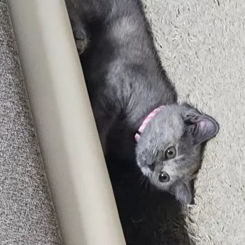 こじろう 様のお迎えした子猫