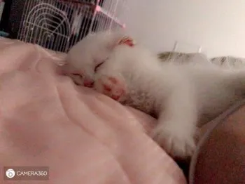 ぷっぷ 様のお迎えした子猫