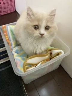 まりも 様のお迎えした子猫