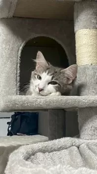 らてらて 様のお迎えした子猫