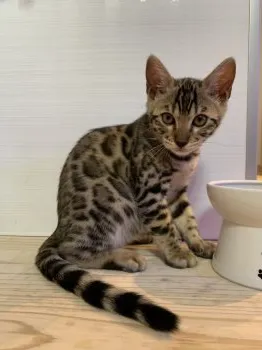 ハリー 様のお迎えした子猫