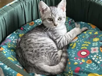 S.T 様のお迎えした子猫