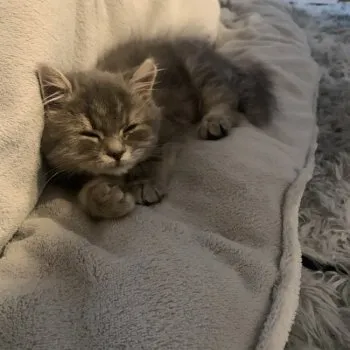 たかき 様のお迎えした子猫