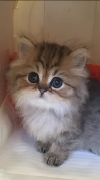 ガヌ 様のお迎えした子猫