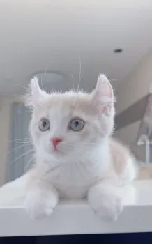 しゅ 様のお迎えした子猫