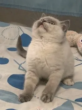 yuri 様のお迎えした子猫