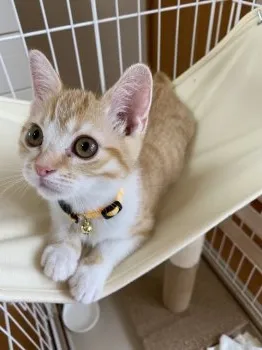 H 様のお迎えした子猫