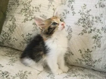 ocean61 様のお迎えした子猫