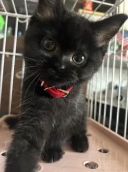 mayukiyo718 様のお迎えした子猫