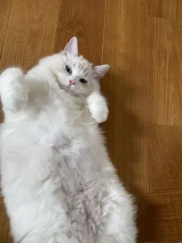 お月さん 様のお迎えした子猫