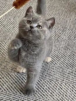 I.Y 様のお迎えした子猫