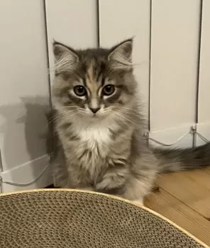 あっつん 様のお迎えした子猫