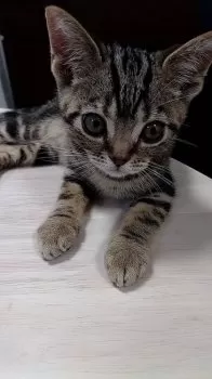 K.O 様のお迎えした子猫