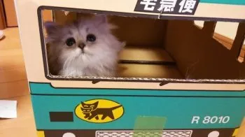 りんちゃんまま 様のお迎えした子猫