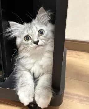 ゆり 様のお迎えした子猫