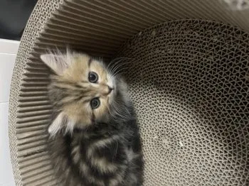 セージ 様のお迎えした子猫