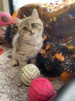 Y.M 様のお迎えした子猫