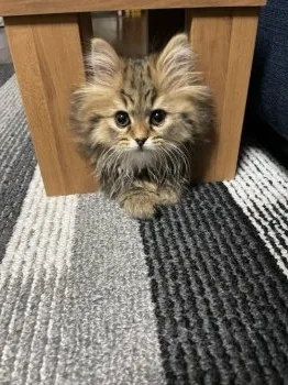 やま 様のお迎えした子猫