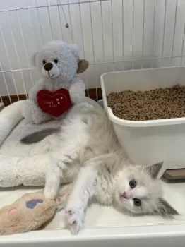 N.M 様のお迎えした子猫