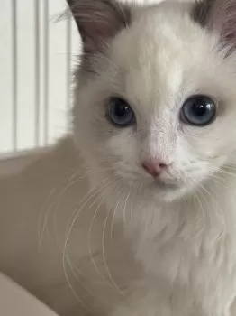 ミキ 様のお迎えした子猫
