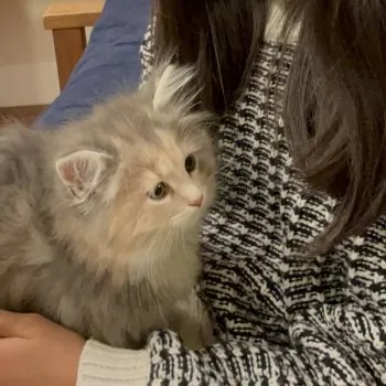 Y.Y 様のお迎えした子猫