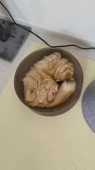 やすやす 様のお迎えした子猫