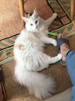 snowman 様のお迎えした子猫