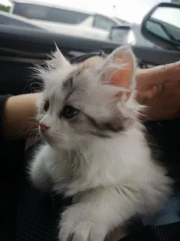 アポ 様のお迎えした子猫