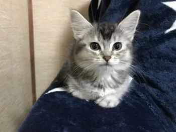 毛糸 様のお迎えした子猫