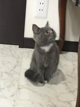 ジルママ 様のお迎えした子猫