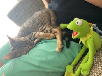 M.I 様のお迎えした子猫