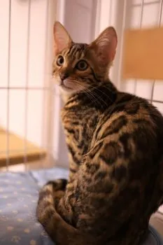ひのぱぱ 様のお迎えした子猫