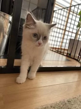 N.I 様のお迎えした子猫