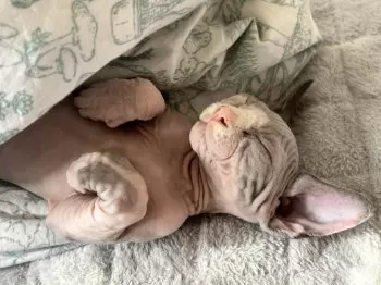 mam 様のお迎えした子猫
