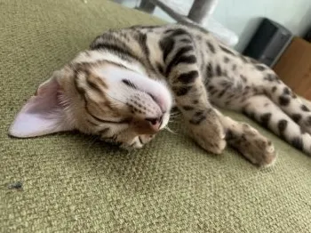 H.H 様のお迎えした子猫