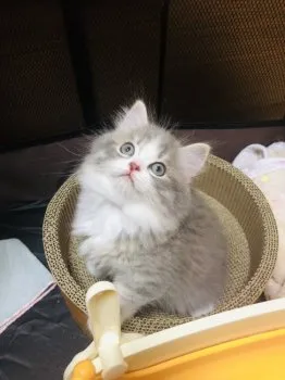 まー 様のお迎えした子猫