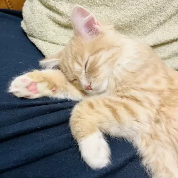 N.S 様のお迎えした子猫