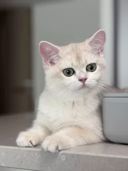 ｂｍ 様のお迎えした子猫