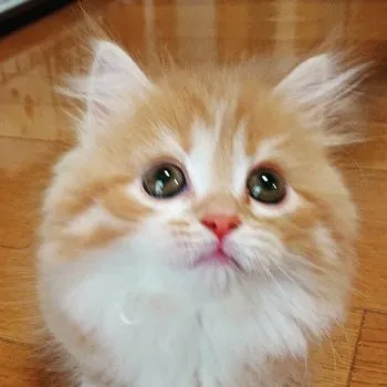 もんもん 様のお迎えした子猫